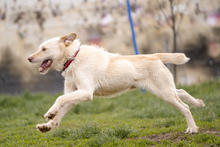 RASMUS, Hund, Mischlingshund in Rumänien - Bild 3