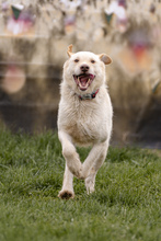 RASMUS, Hund, Mischlingshund in Rumänien - Bild 4