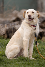 RASMUS, Hund, Mischlingshund in Rumänien - Bild 6