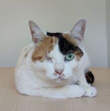 BUBA, Katze, Europäisch Kurzhaar in Spanien