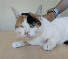 BUBA, Katze, Europäisch Kurzhaar in Spanien - Bild 3