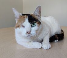 BUBA, Katze, Europäisch Kurzhaar in Spanien - Bild 5