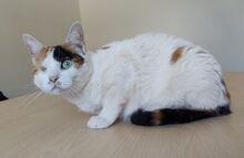BUBA, Katze, Europäisch Kurzhaar in Spanien - Bild 6