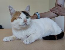 BUBA, Katze, Europäisch Kurzhaar in Spanien - Bild 7