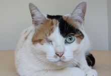 BUBA, Katze, Europäisch Kurzhaar in Spanien - Bild 8