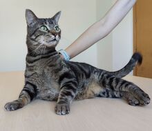 NATALIO, Katze, Europäisch Kurzhaar in Spanien