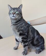 NATALIO, Katze, Europäisch Kurzhaar in Spanien - Bild 10
