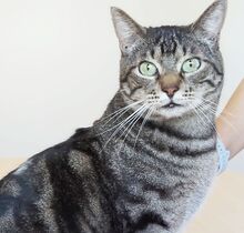 NATALIO, Katze, Europäisch Kurzhaar in Spanien - Bild 11