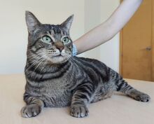 NATALIO, Katze, Europäisch Kurzhaar in Spanien - Bild 2
