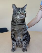 NATALIO, Katze, Europäisch Kurzhaar in Spanien - Bild 3