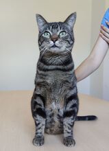 NATALIO, Katze, Europäisch Kurzhaar in Spanien - Bild 4