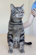 NATALIO, Katze, Europäisch Kurzhaar in Spanien - Bild 5