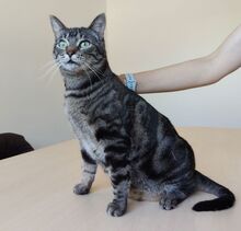 NATALIO, Katze, Europäisch Kurzhaar in Spanien - Bild 6
