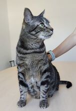 NATALIO, Katze, Europäisch Kurzhaar in Spanien - Bild 7