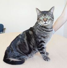 NATALIO, Katze, Europäisch Kurzhaar in Spanien - Bild 8