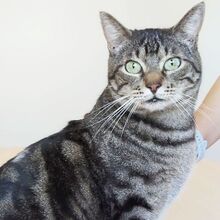 NATALIO, Katze, Europäisch Kurzhaar in Spanien - Bild 9