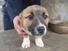 LUI, Hund, Mischlingshund in Rumänien - Bild 3