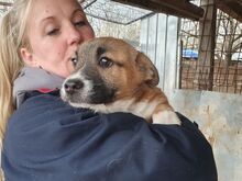 LUI, Hund, Mischlingshund in Rumänien - Bild 5