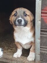 LUI, Hund, Mischlingshund in Rumänien - Bild 7