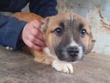 LUI, Hund, Mischlingshund in Rumänien - Bild 8