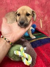 VELA, Hund, Mischlingshund in Rumänien - Bild 1