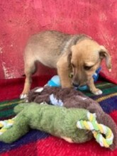 VELA, Hund, Mischlingshund in Rumänien - Bild 2