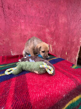 VELA, Hund, Mischlingshund in Rumänien - Bild 5