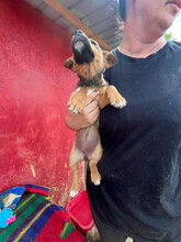 VELA, Hund, Mischlingshund in Rumänien - Bild 6