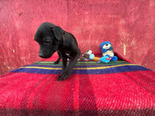 ORION, Hund, Mischlingshund in Rumänien - Bild 3