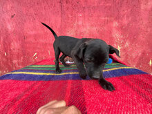 ORION, Hund, Mischlingshund in Rumänien - Bild 4