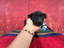 ORION, Hund, Mischlingshund in Rumänien - Bild 6