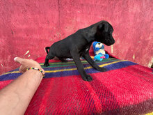 ORION, Hund, Mischlingshund in Rumänien - Bild 7