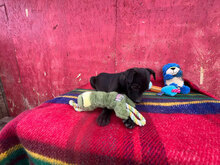 ORION, Hund, Mischlingshund in Rumänien - Bild 8