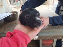 LUISA, Hund, Mischlingshund in Rumänien - Bild 3