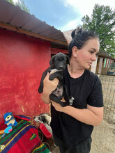 POLLUX, Hund, Mischlingshund in Rumänien - Bild 2
