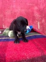 POLLUX, Hund, Mischlingshund in Rumänien - Bild 3
