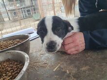 LUKAS, Hund, Mischlingshund in Rumänien - Bild 3