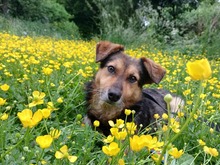 SAMI, Hund, Mischlingshund in Münzenberg - Bild 1
