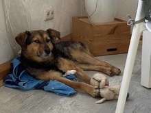 SAMI, Hund, Mischlingshund in Münzenberg - Bild 10