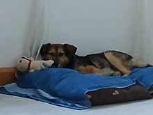 SAMI, Hund, Mischlingshund in Münzenberg - Bild 11