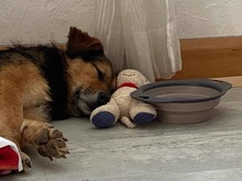 SAMI, Hund, Mischlingshund in Münzenberg - Bild 12