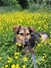 SAMI, Hund, Mischlingshund in Münzenberg - Bild 2