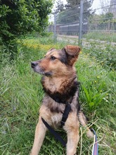 SAMI, Hund, Mischlingshund in Münzenberg - Bild 3