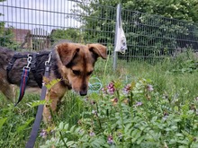 SAMI, Hund, Mischlingshund in Münzenberg - Bild 4