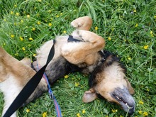 SAMI, Hund, Mischlingshund in Münzenberg - Bild 5