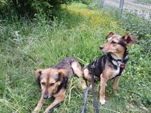 SAMI, Hund, Mischlingshund in Münzenberg - Bild 6
