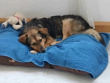 SAMI, Hund, Mischlingshund in Münzenberg - Bild 8