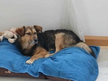 SAMI, Hund, Mischlingshund in Münzenberg - Bild 9