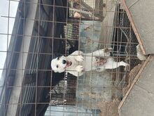 SUNNY, Hund, Mischlingshund in Rumänien - Bild 2