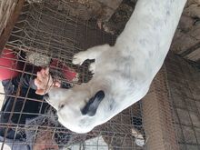 SUNNY, Hund, Mischlingshund in Rumänien - Bild 5